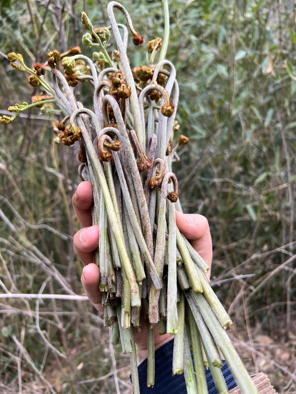 在湖南可以吃的蕨菜 甜蕨 上班途中遇到一大片蕨菜 撸起袖子开干 不过