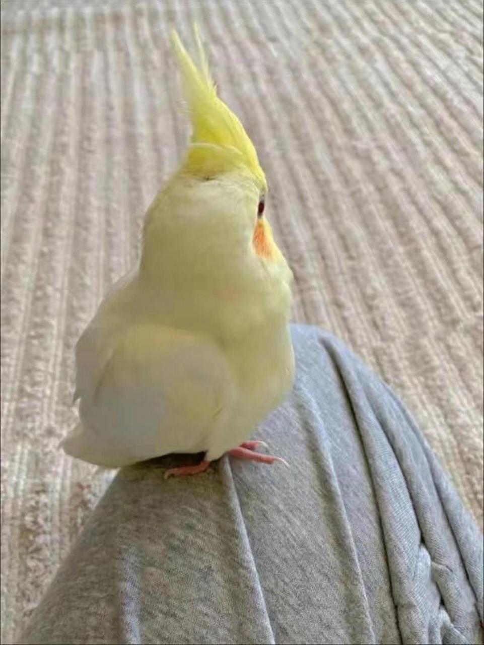 00养鸡日记 黄化玄凤鹦鹉 1选鸡.