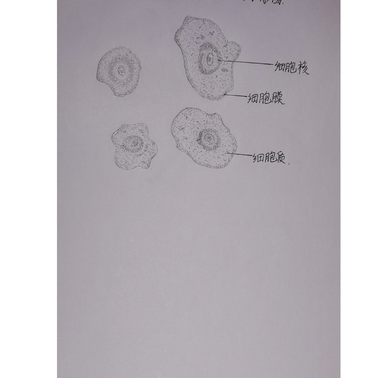 人体口腔黏膜上皮细胞结构示意图