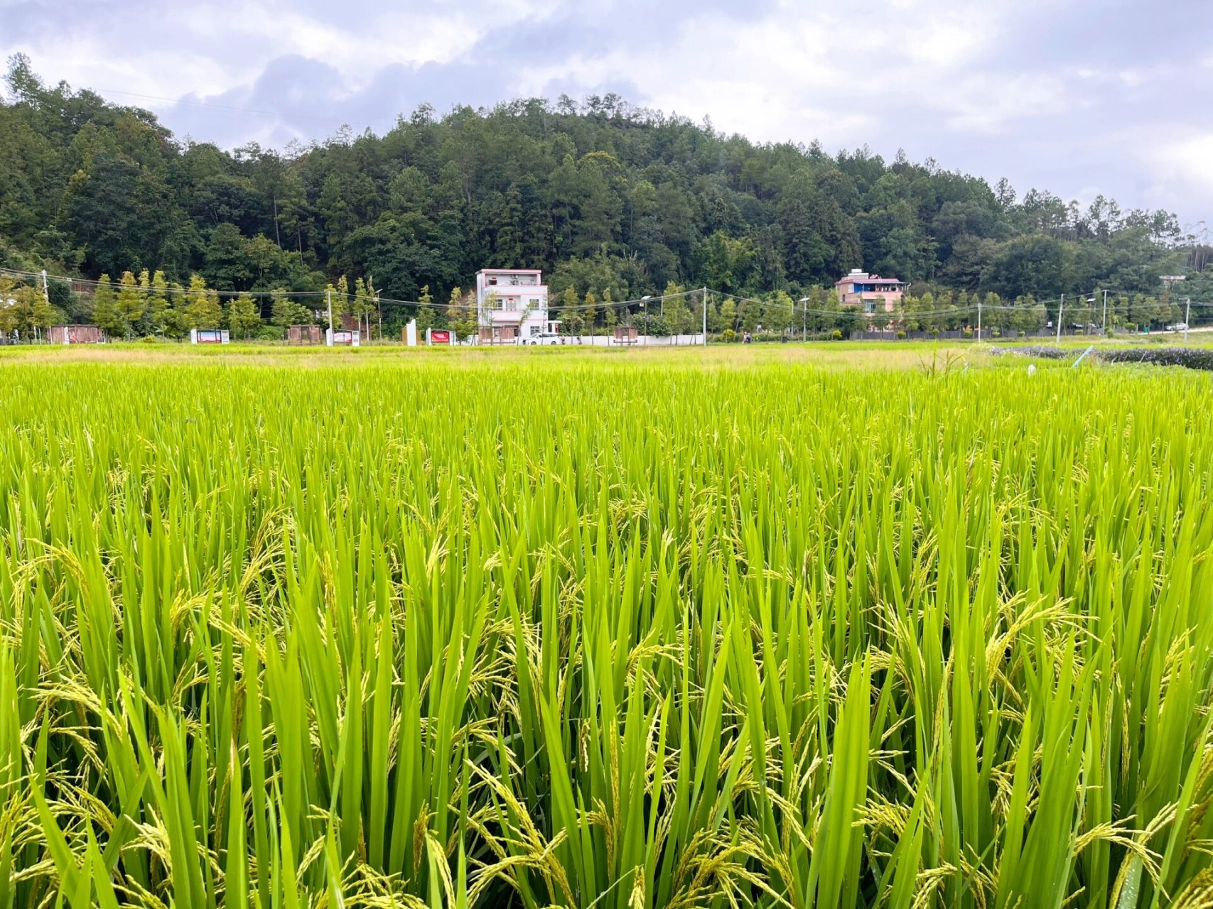 探秘河源温泉小镇-康禾 趁着假期,陪姨妈姑姐们来到河源康禾温泉小镇.