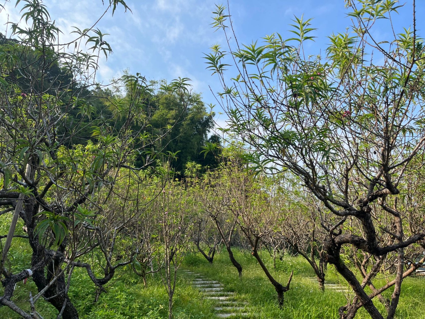 值得带家人朋友走一走的景点  何仙姑景区:位于增城小楼镇,是广州市的