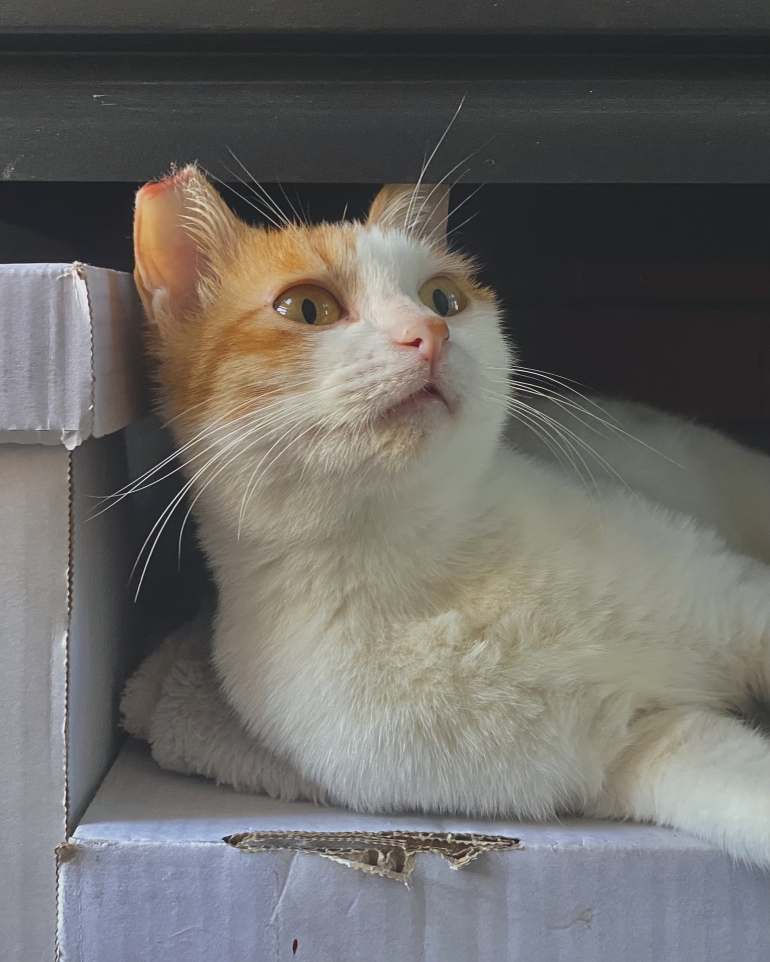 有养猫经验. 2. 工作收入稳定. 3. 不离不弃 .