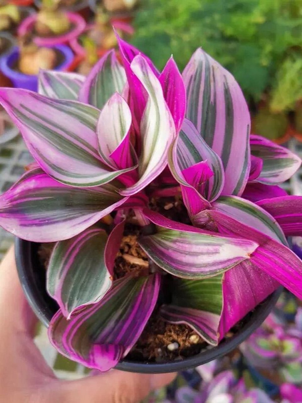 知识分享‖油画吊兰的养护 油画吊兰养殖方法: 16615土壤条件,配