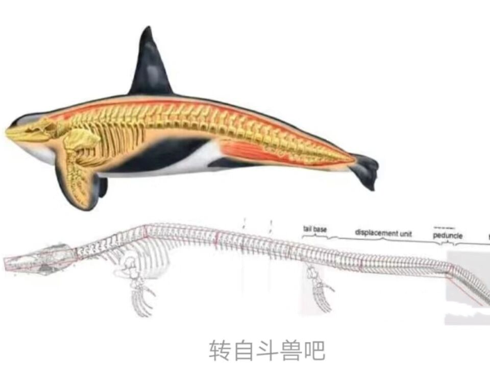 沧龙体重图片