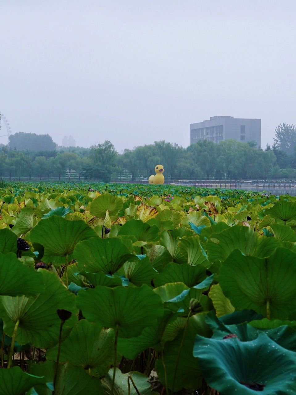 濮上园有什么景点图片