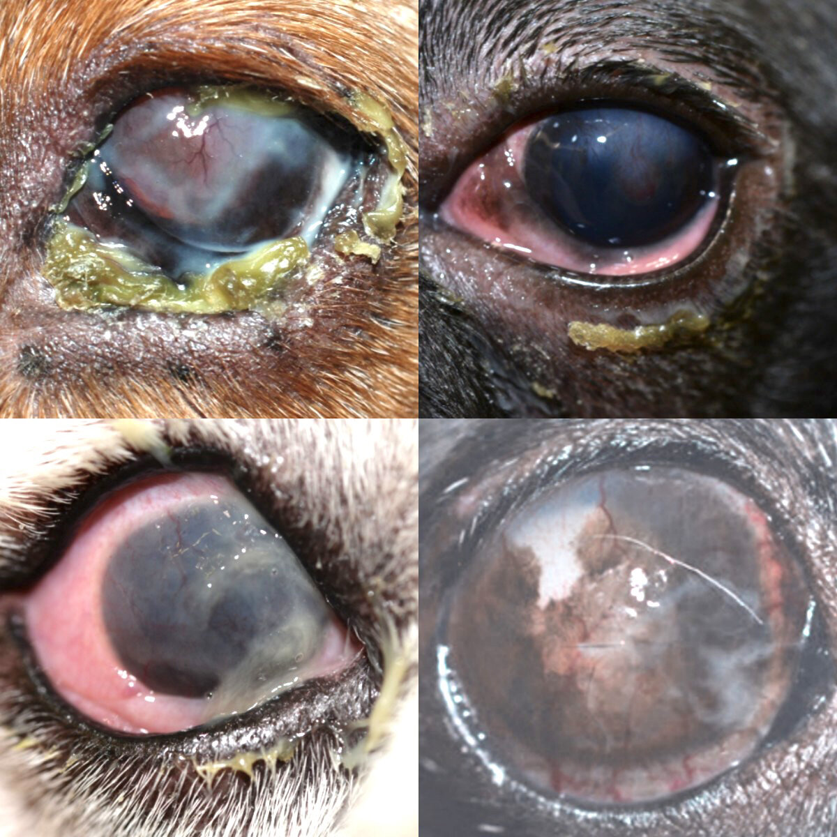 物增多之干燥性角膜结膜炎(图片慎点) 干燥性角膜结膜炎(又叫干眼症)