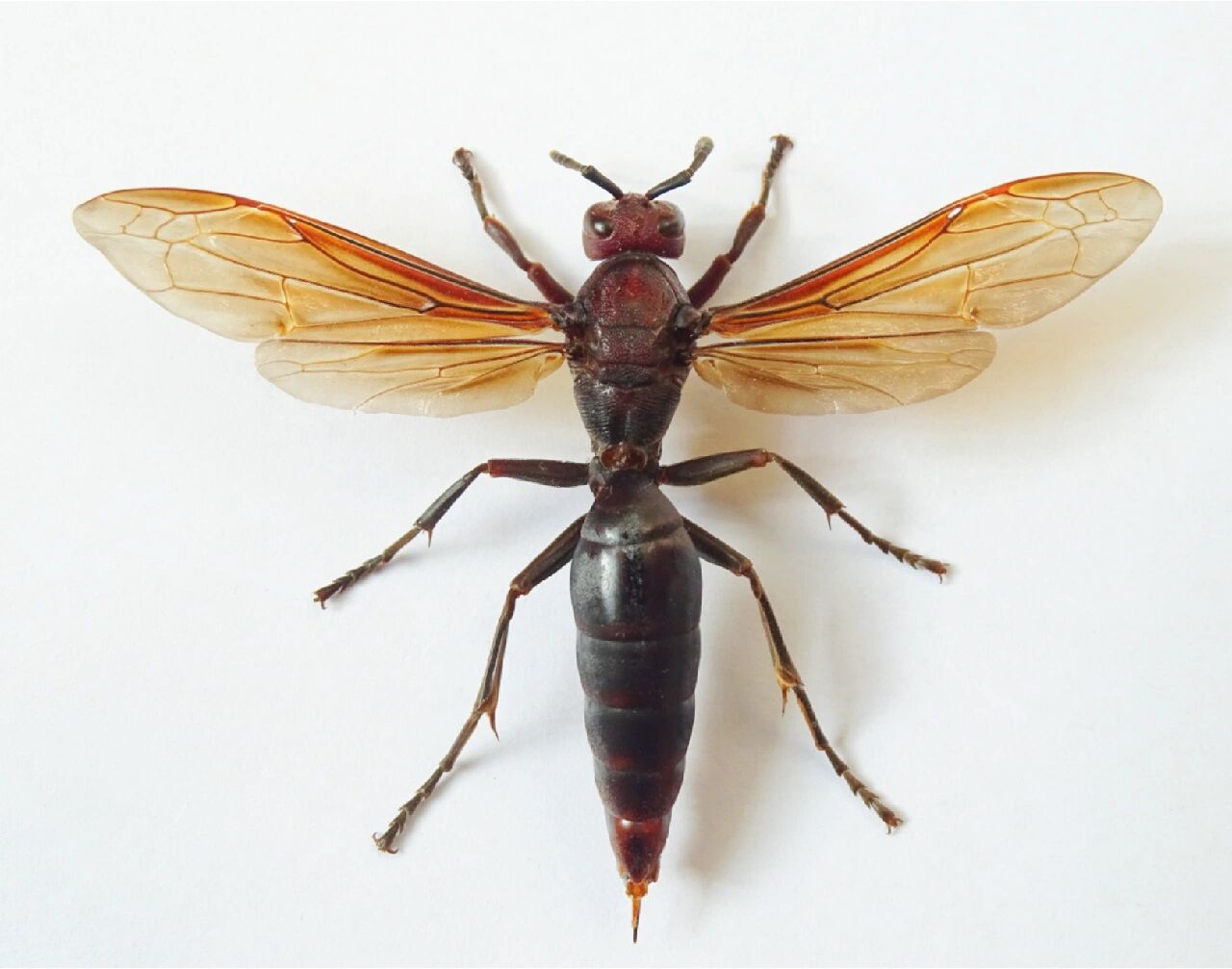 好奇有多人被蛰过08 巨型棕马蜂 polistes (gyrostoma) gigas雄性