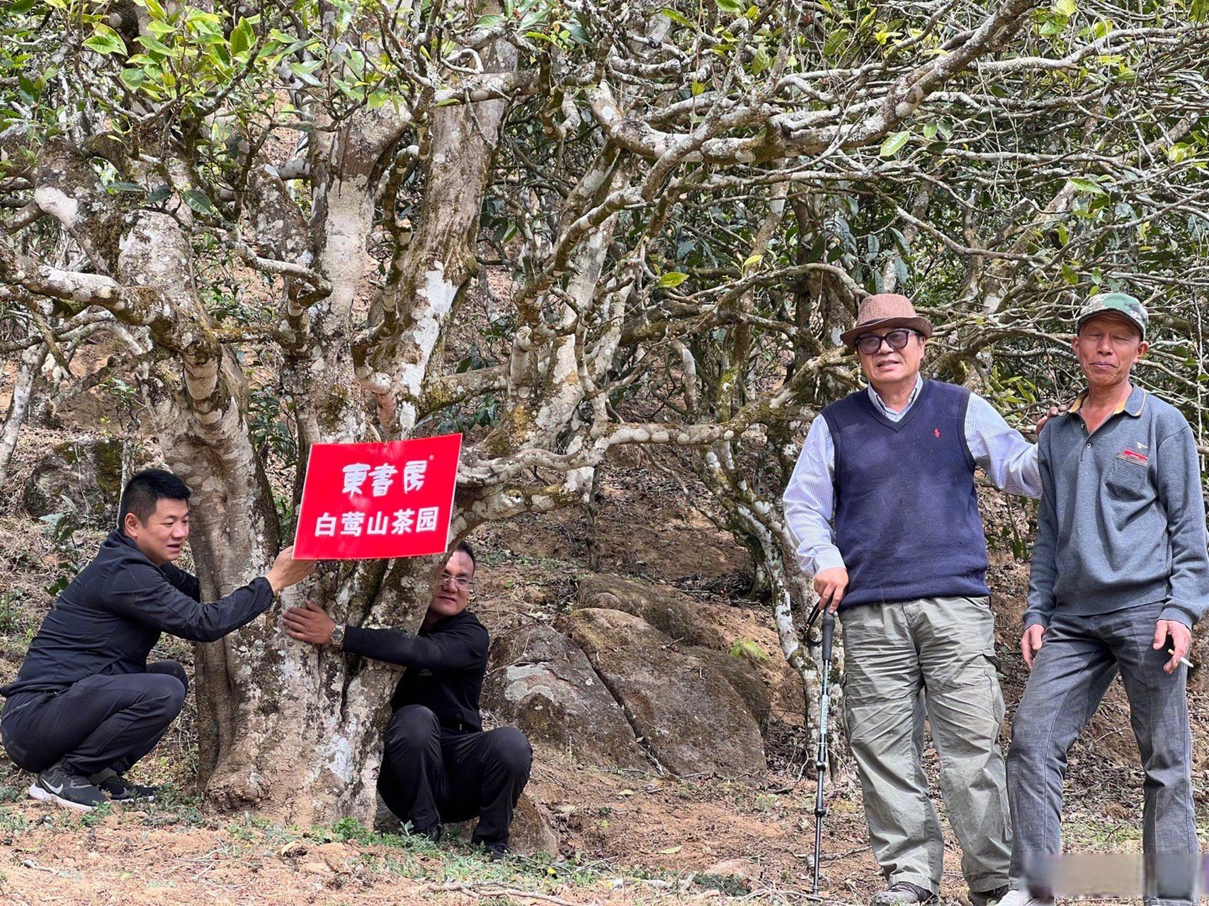 最新公布的行情数据,今年,白莺山古树茶价格高达2500元一公斤,我们