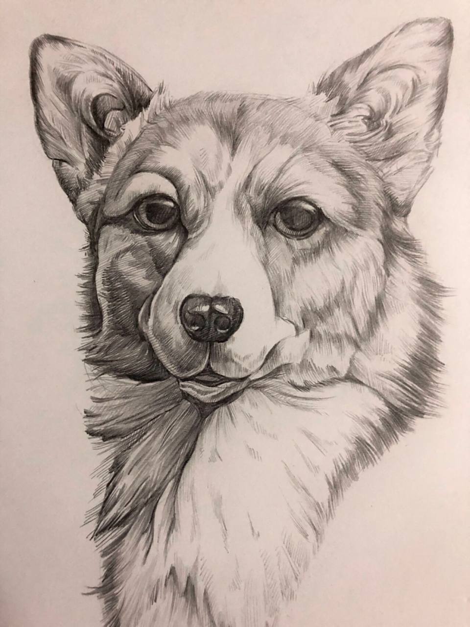 铅笔动物|柯基狗狗手绘临摹练习 没找到高光笔也没有