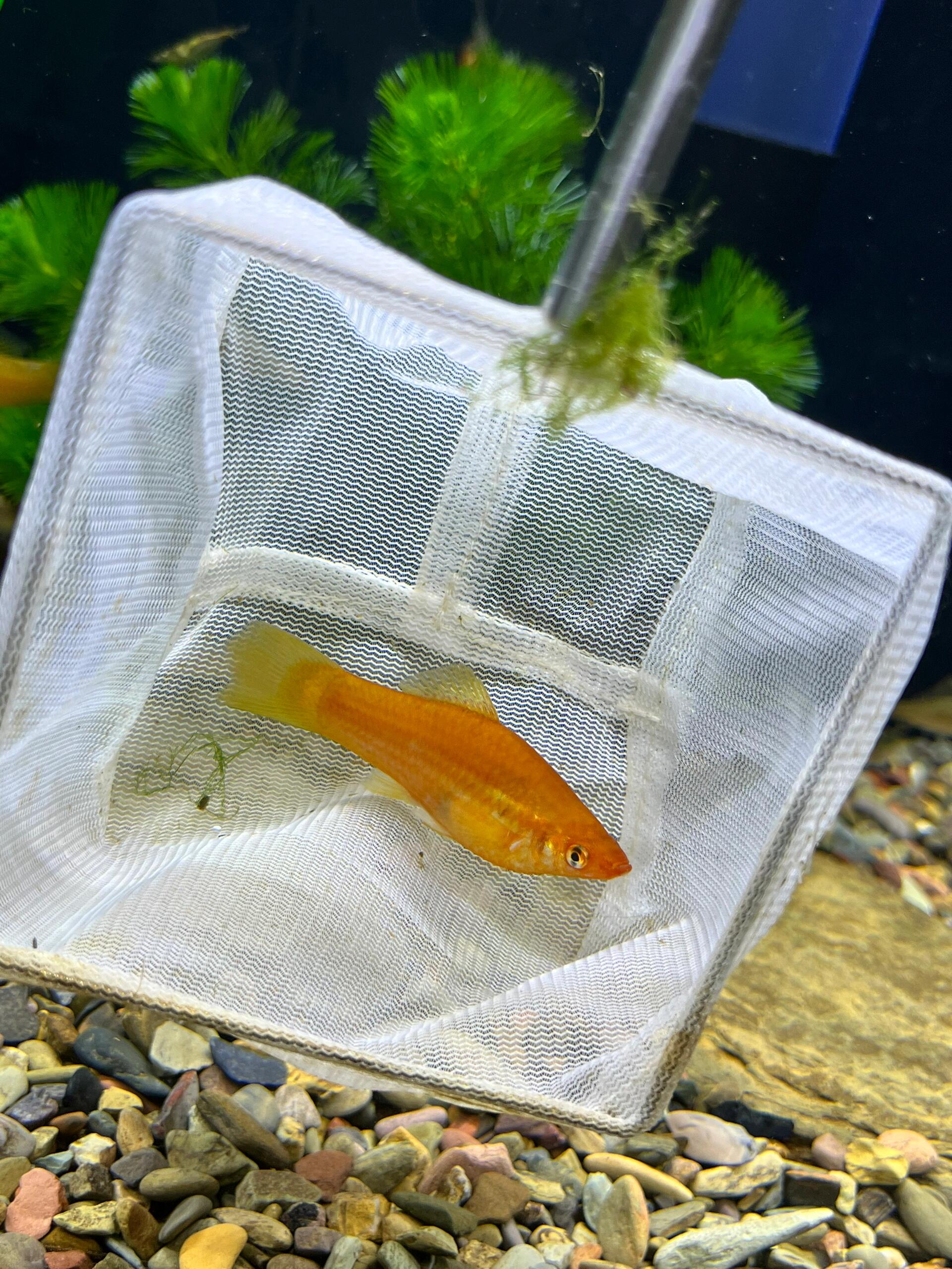 野采让人快乐,发色食蚊鱼.