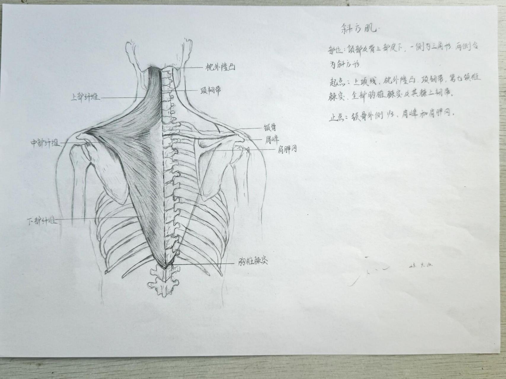 斜方肌示意图图片