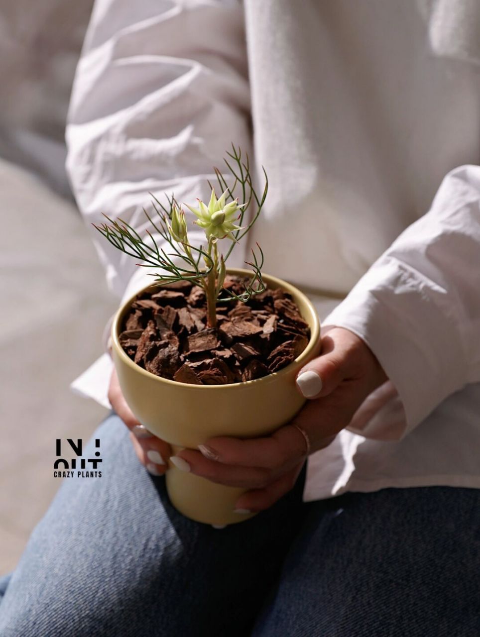 99羞答答滴新娘花,静悄悄滴开～ 南非新娘花有小盆栽啦,再也不用只