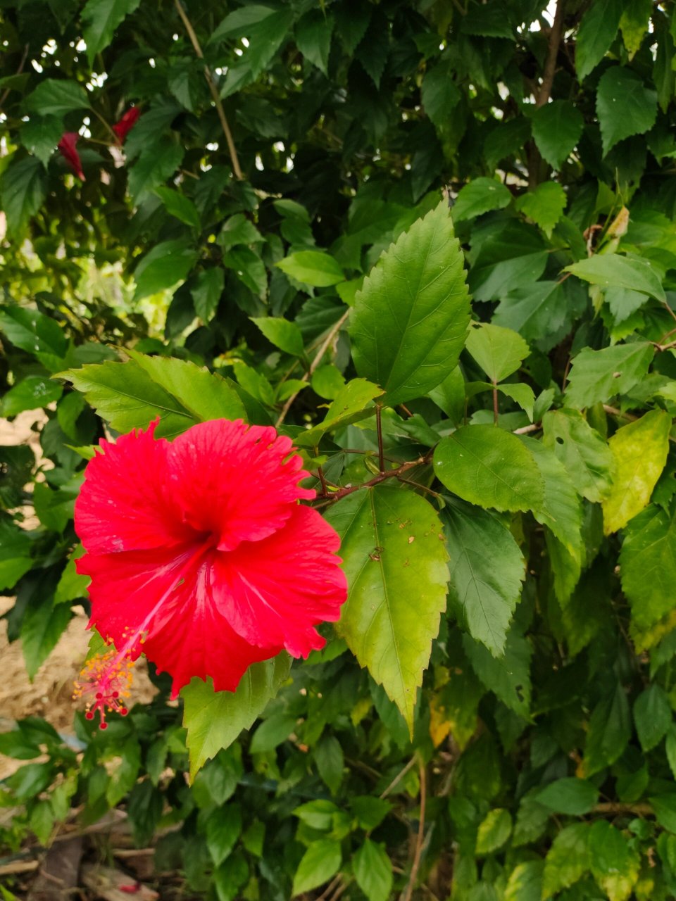 91别名:扶桑,赤槿,佛桑,红木槿,桑槿,大红花,状元红 91花期:全年