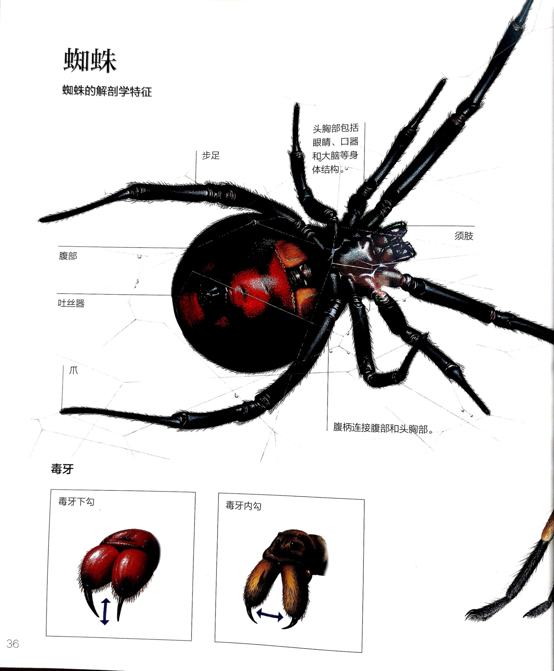 关于蜘蛛的资料中国图片