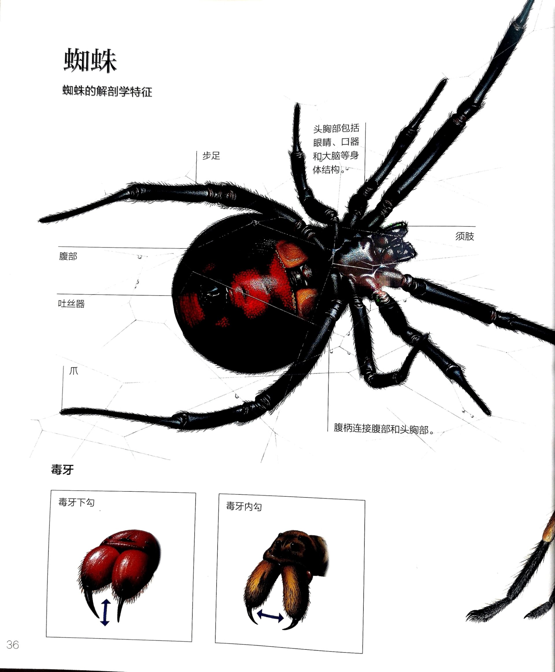 两张图了解蜘蛛 少儿百科书推荐