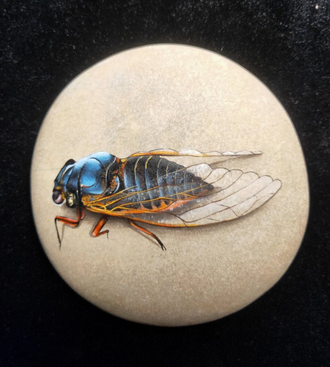 丙烯石头画 蝉 知了 蝉  一鸣惊人 蝉的鸣声响亮干脆,有着一鸣惊人之