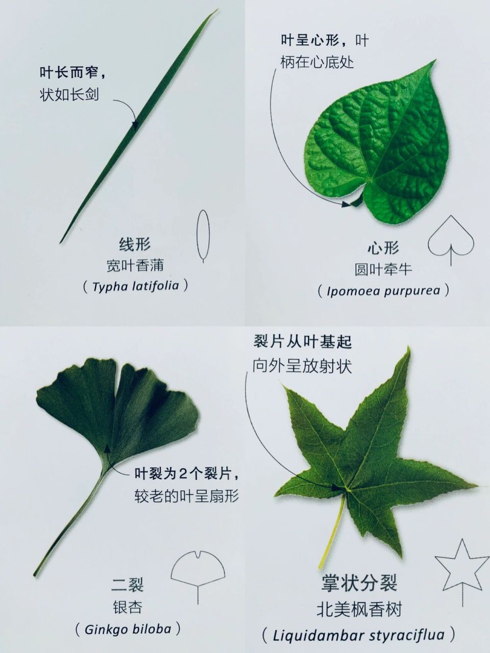 植物科普|一叶知木——常见植物叶形分类16615 97叶可以长成多
