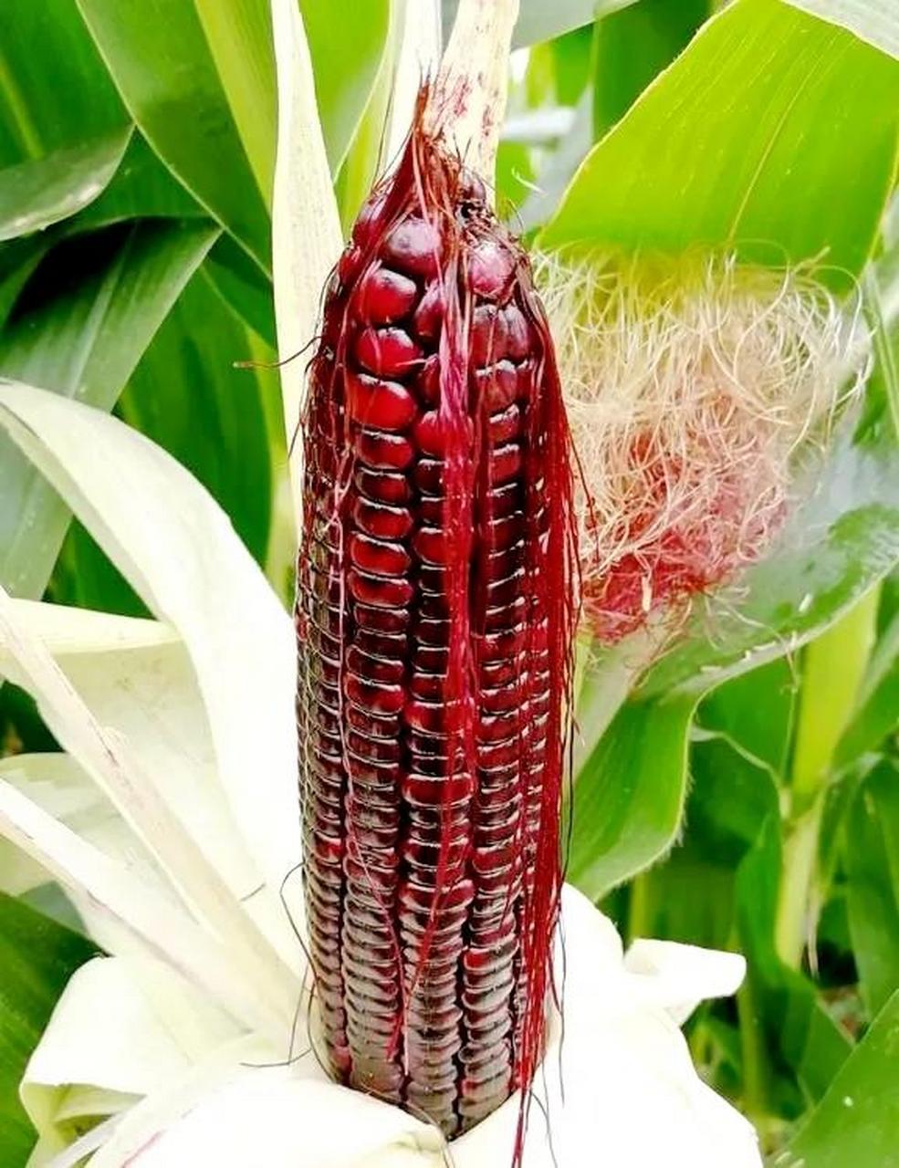 985_1280竖版 竖屏