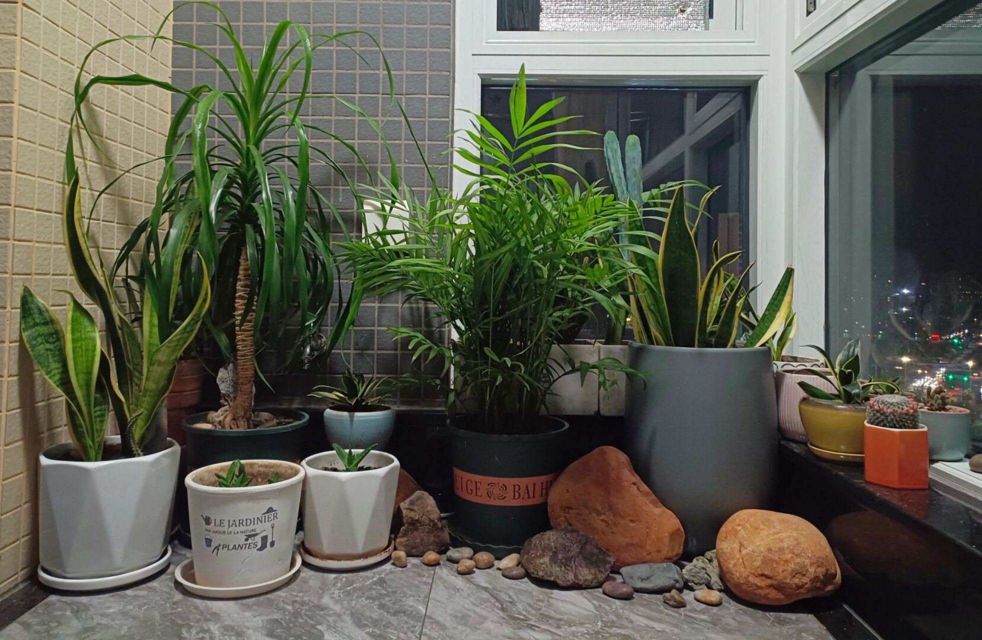 多肉植物# #室内植物# #阳台# #阳台花园# #阳台大改造# #改造