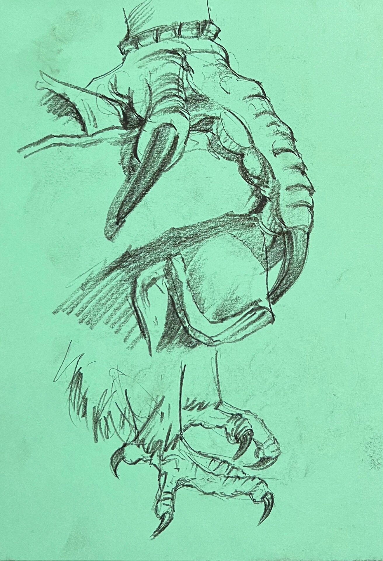 鹰爪画法 要画好一种动物,必须了解内在结构.