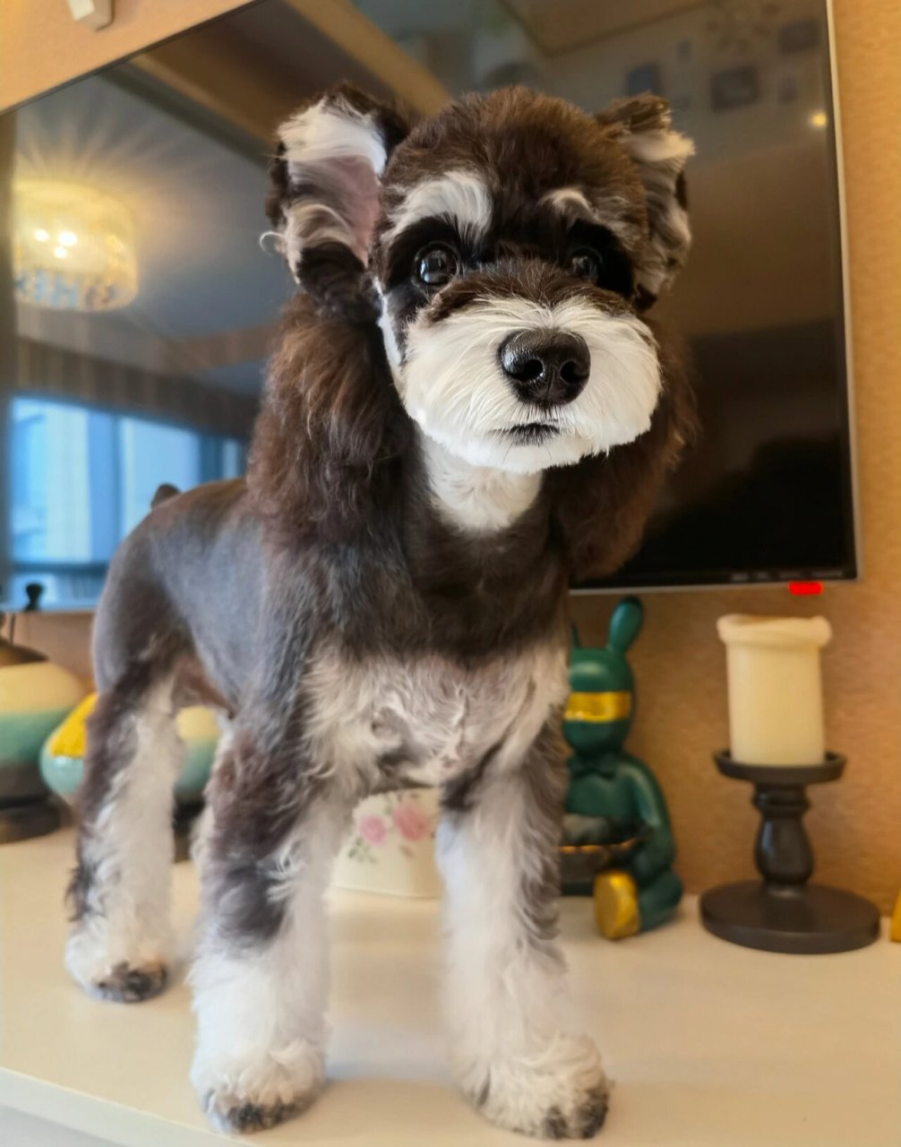 雪纳瑞～长发养成记,可以扎漂亮小辫子