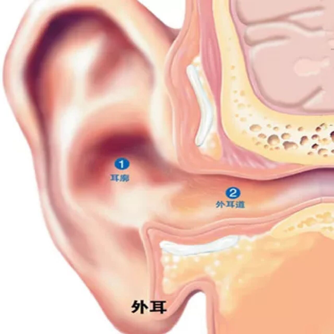 外耳道后上壁图片图片