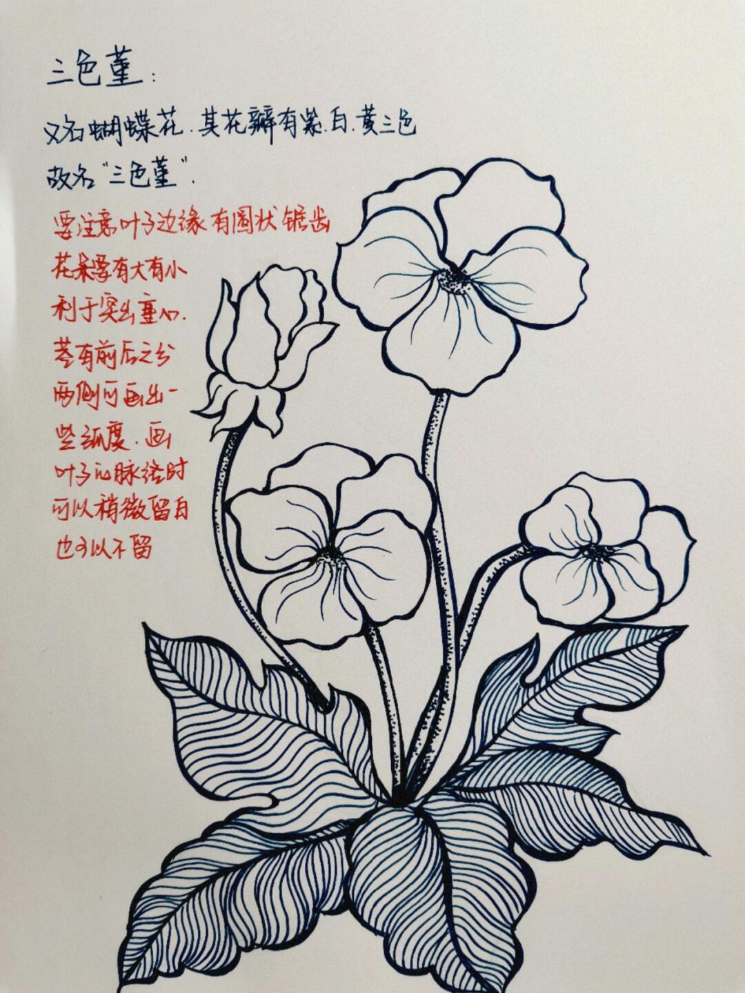 蝴蝶花绘画步骤图