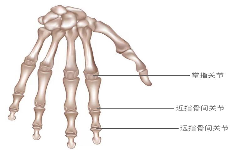 手指第一二三关节划分图片