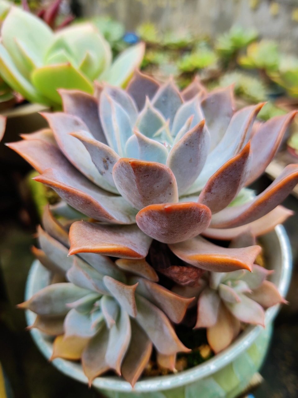 强烈推荐的一款多肉 露西娜露西娜露西娜,小苗不起眼,养个3年5年成