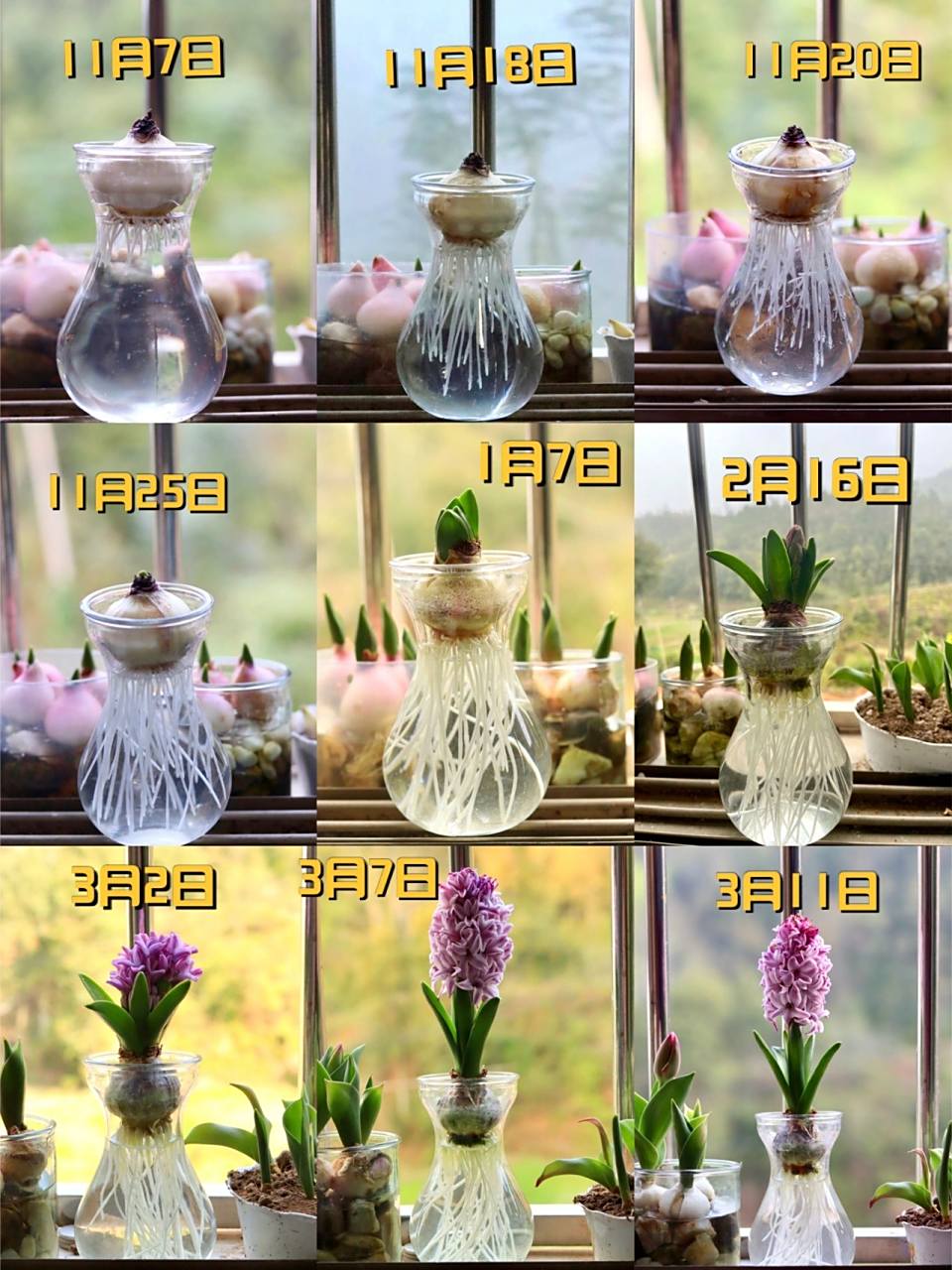 74漫长的等待 丨水培风信子00 00水培风信子:水养的养护起来