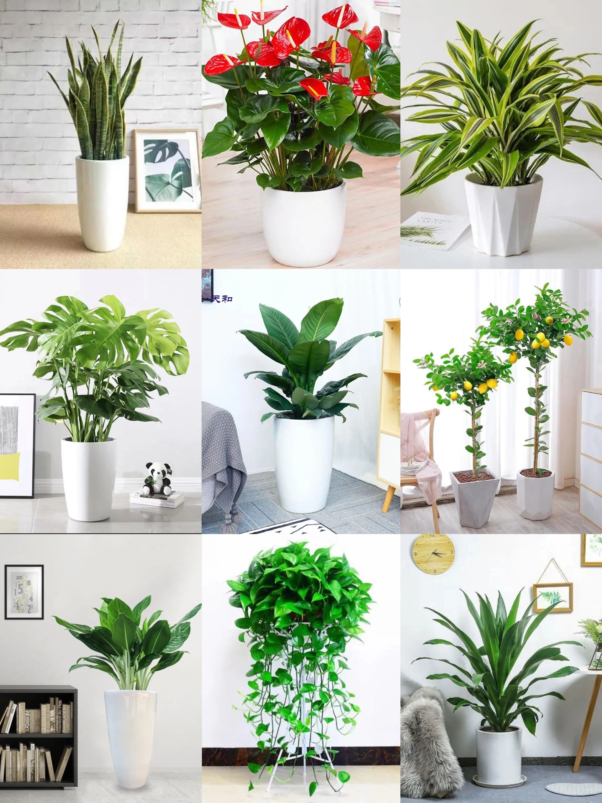 24种适合摆办公室家庭的中型植物:超便宜