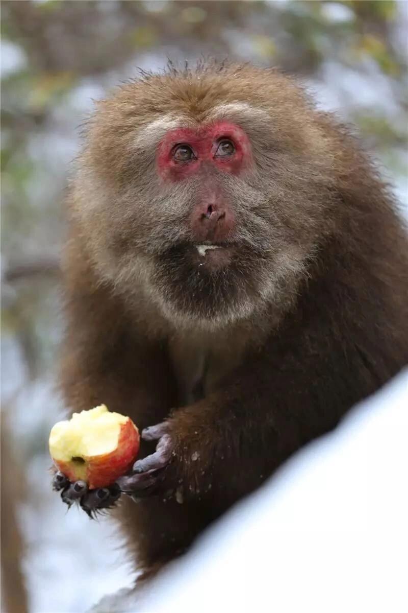 短尾猴 短尾猴是灵长目猴科猕猴属哺乳动物,又称红面猴,断尾猴.