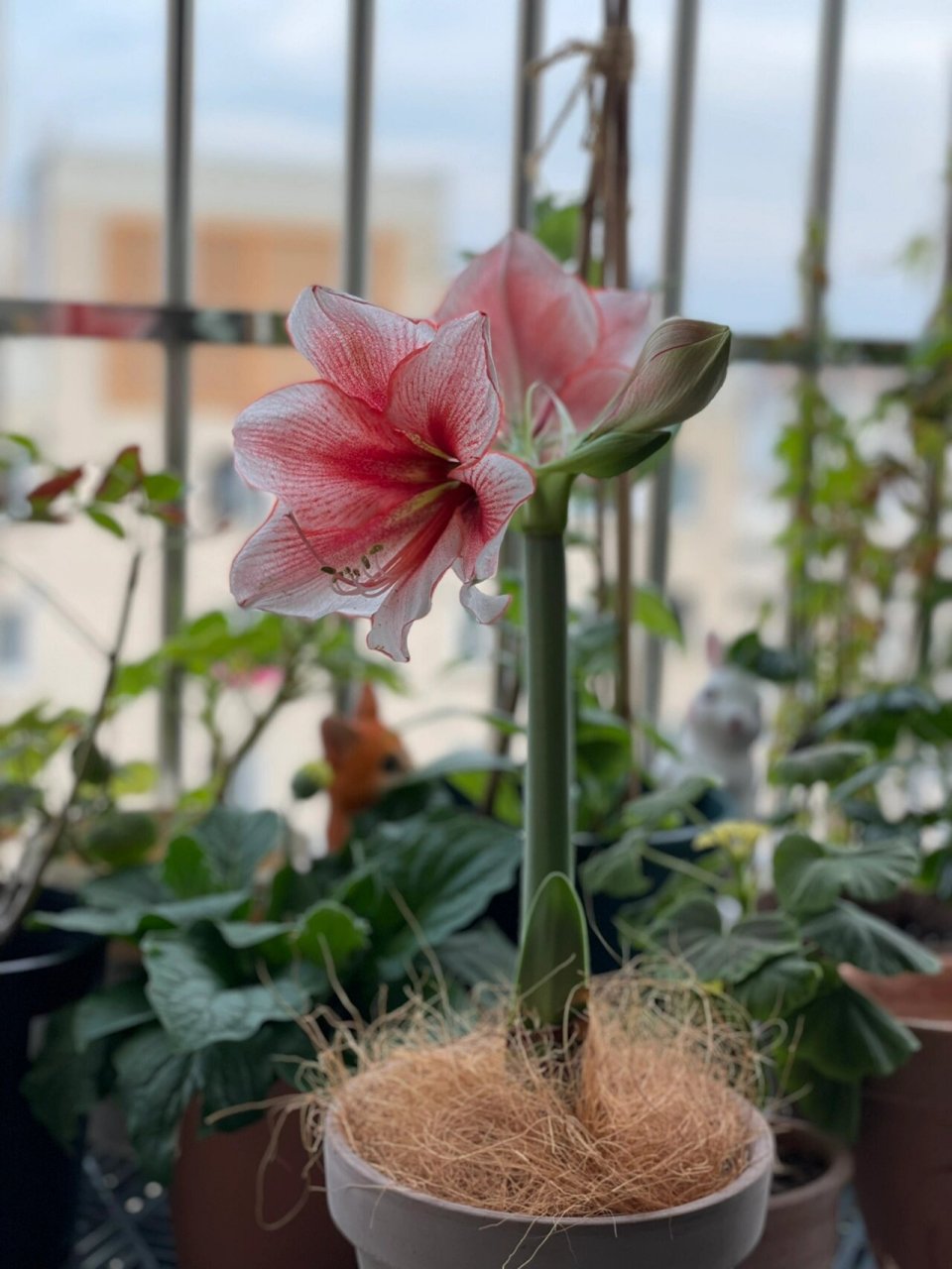 朱顶红珊瑚海岸 种下近1个月,第一颗朱顶红开花了,看着从长出花苞到