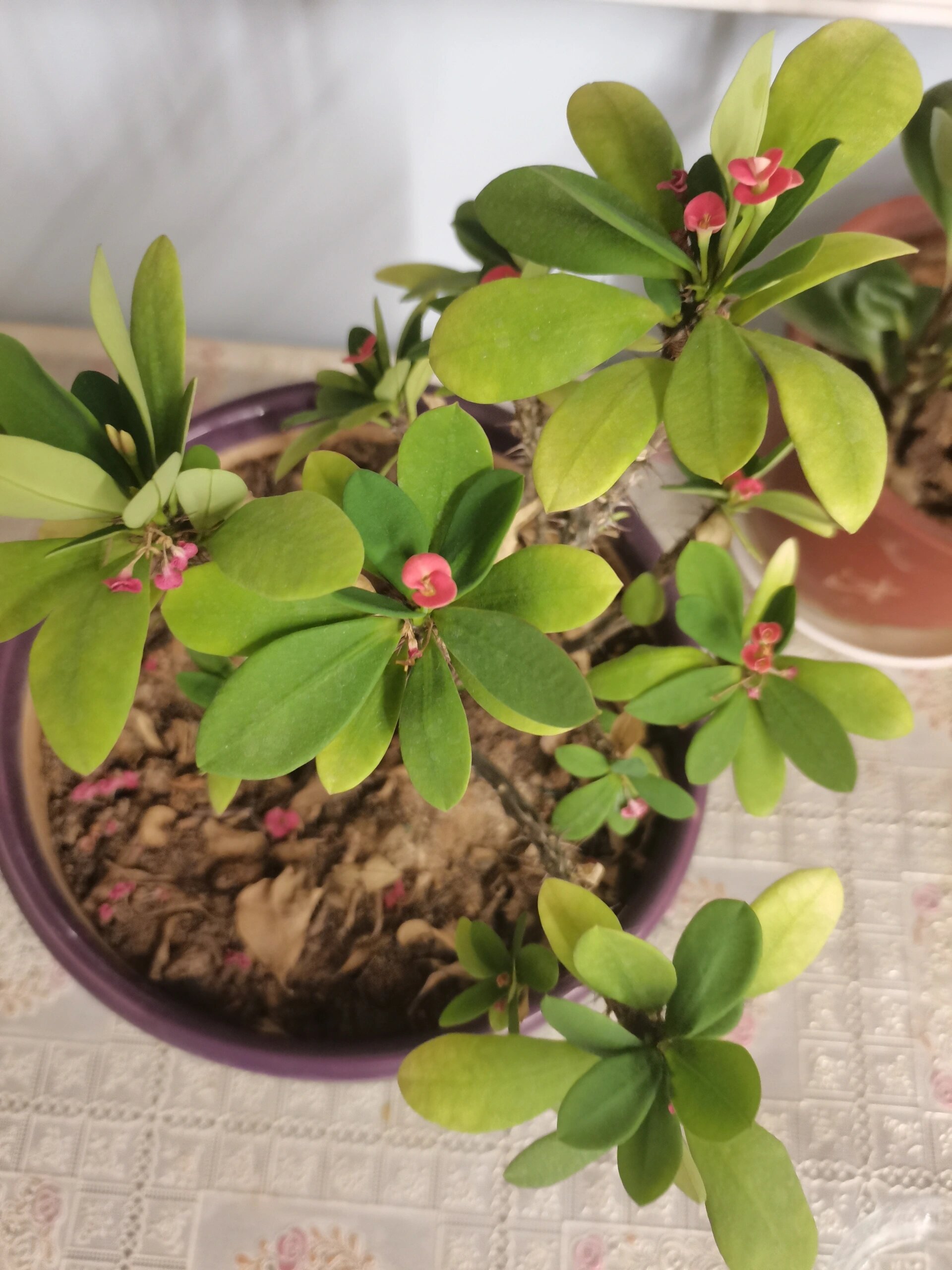 虎刺梅叶片发黄的原因
