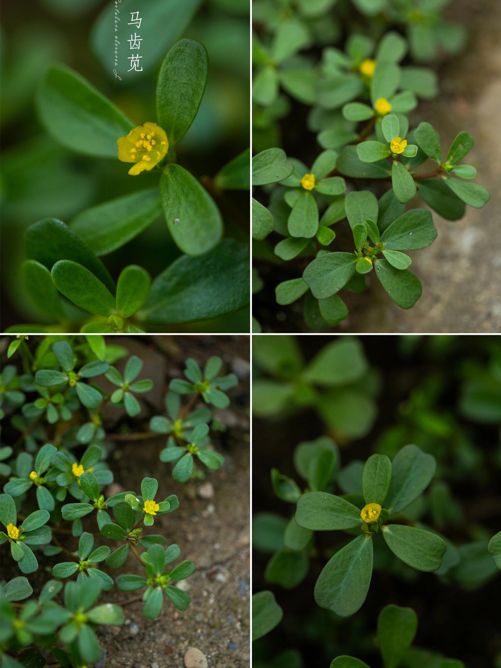 麻子菜花图片