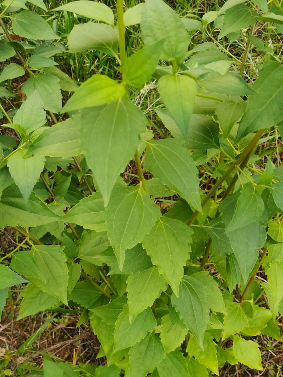 [91]每天认识一种植物—飞机草 91别名:解放草,马鹿草,破坏草,黑头