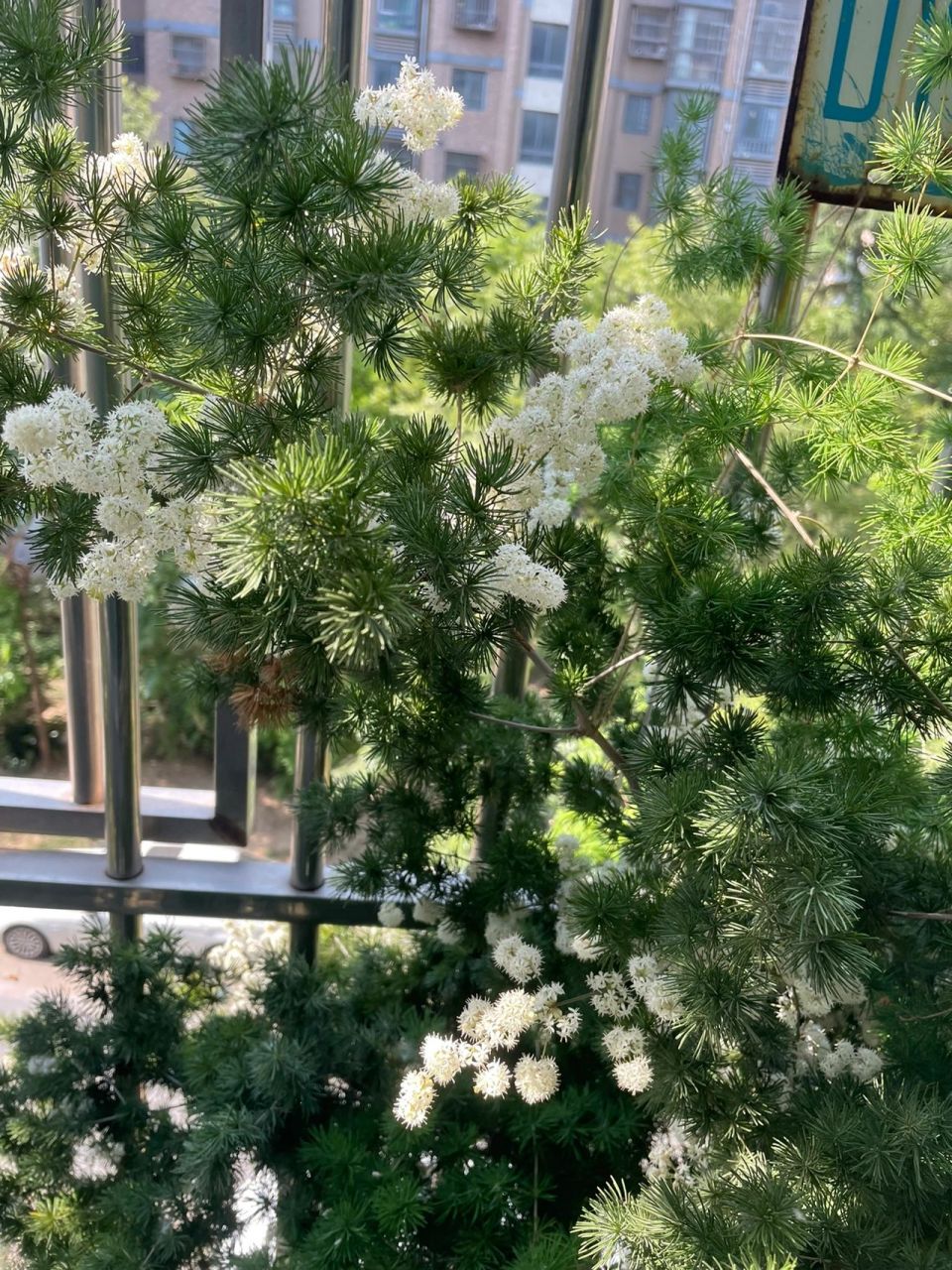 养了三年的蓬莱松居然开花了