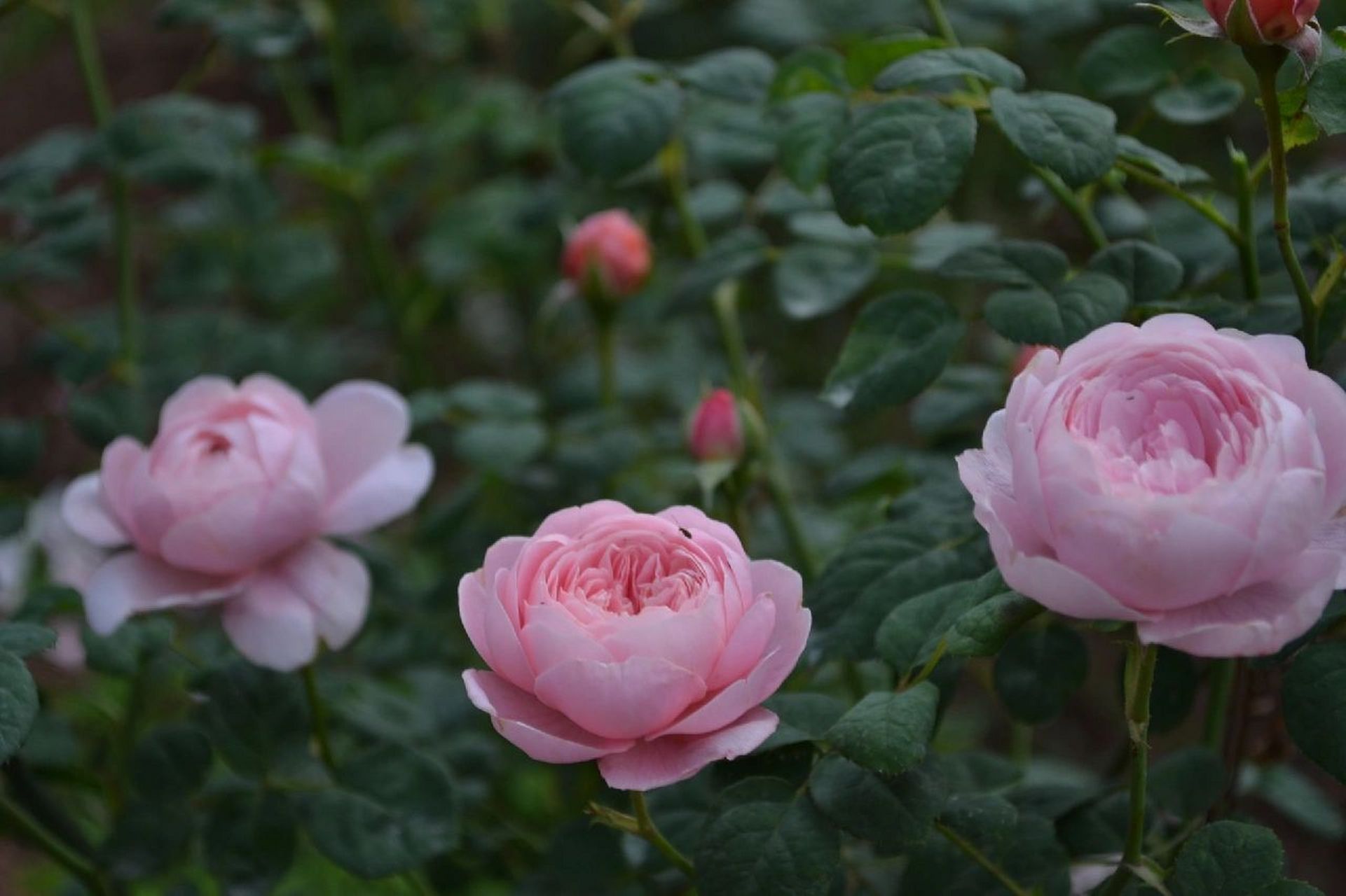 整理了11款少刺/无刺的藤本月季 薰衣草花环 淡紫色的花朵,花朵不大但