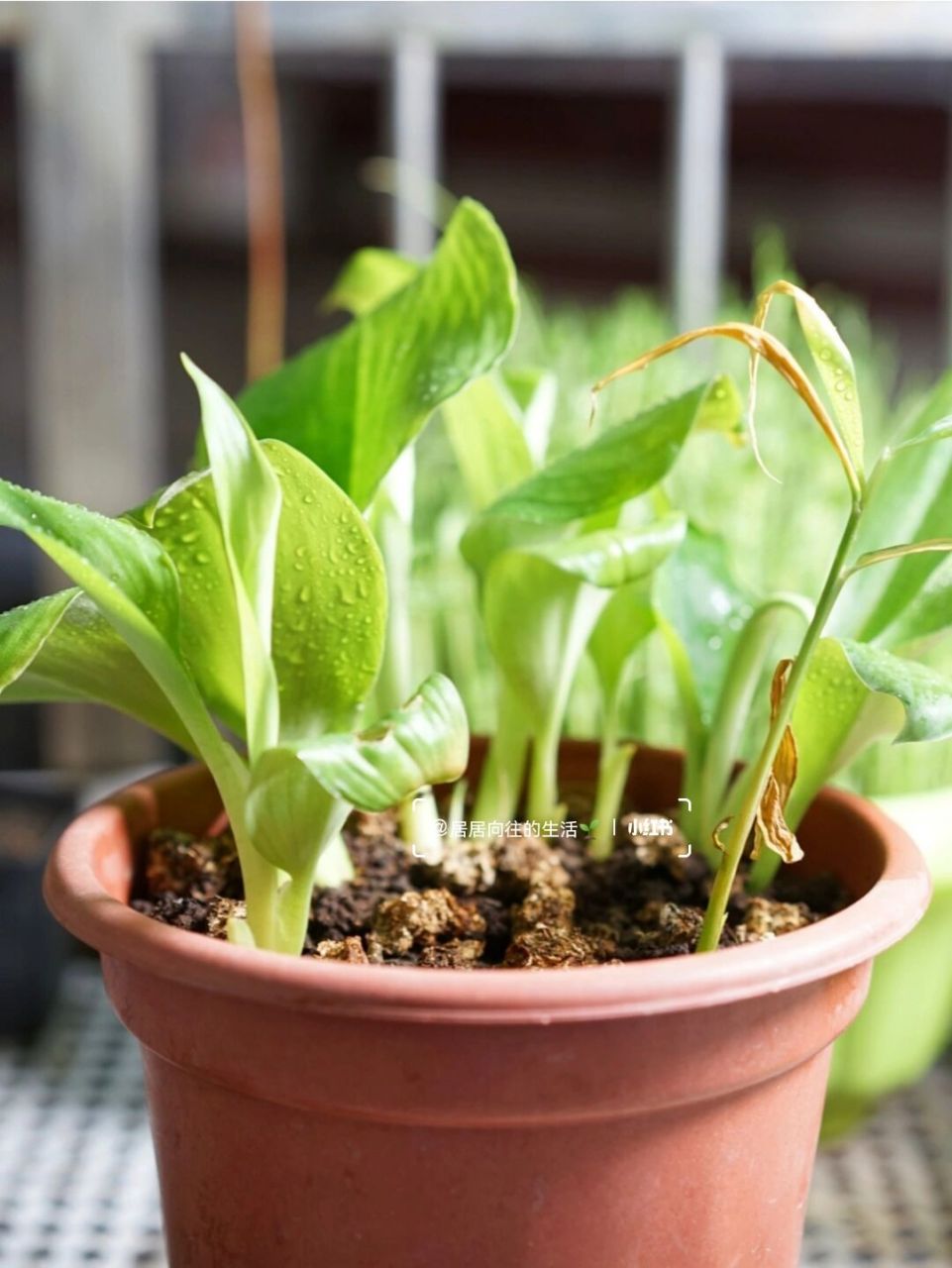 97⑧阳台种沙姜|被广州的沙姜美食种草了 97沙姜做菜真的太香太