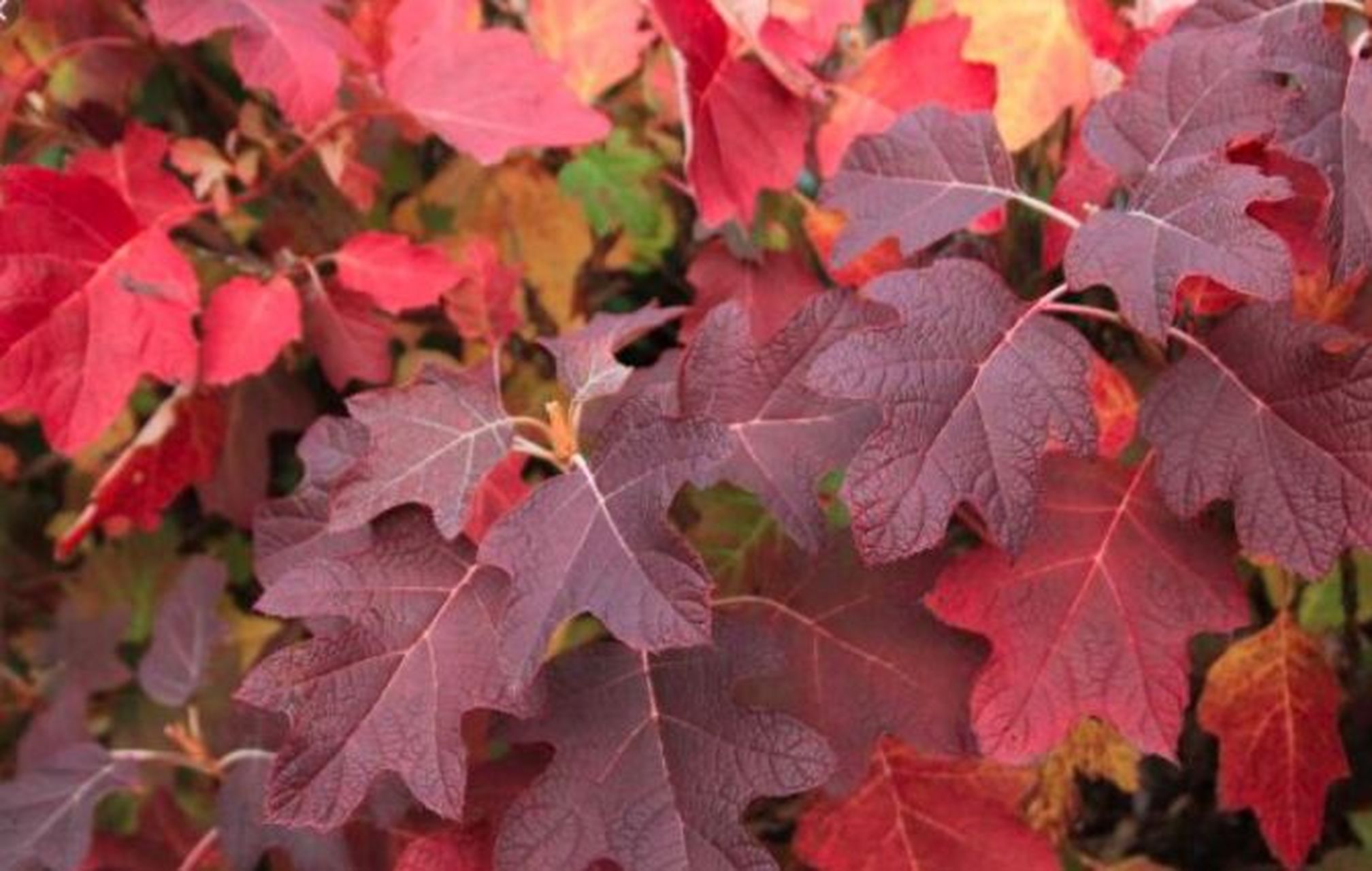 看!会变色的绣球,翻滚起来了 栎叶绣球是绣球家族里独具一格的种类,是