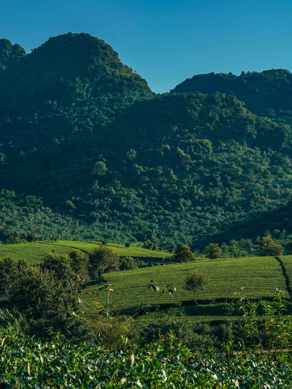 广州周边 | 这惊艳的万亩茶田竟然不收费? 「 绿色太极中 是否能唤出
