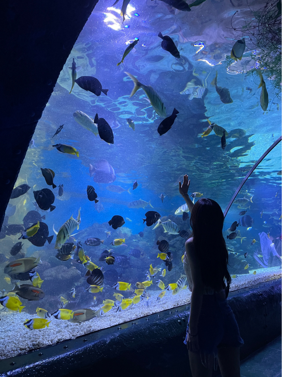 大连老虎滩海洋公园 超好看又很好拍的海洋公园,虽然没有海底隧道,但