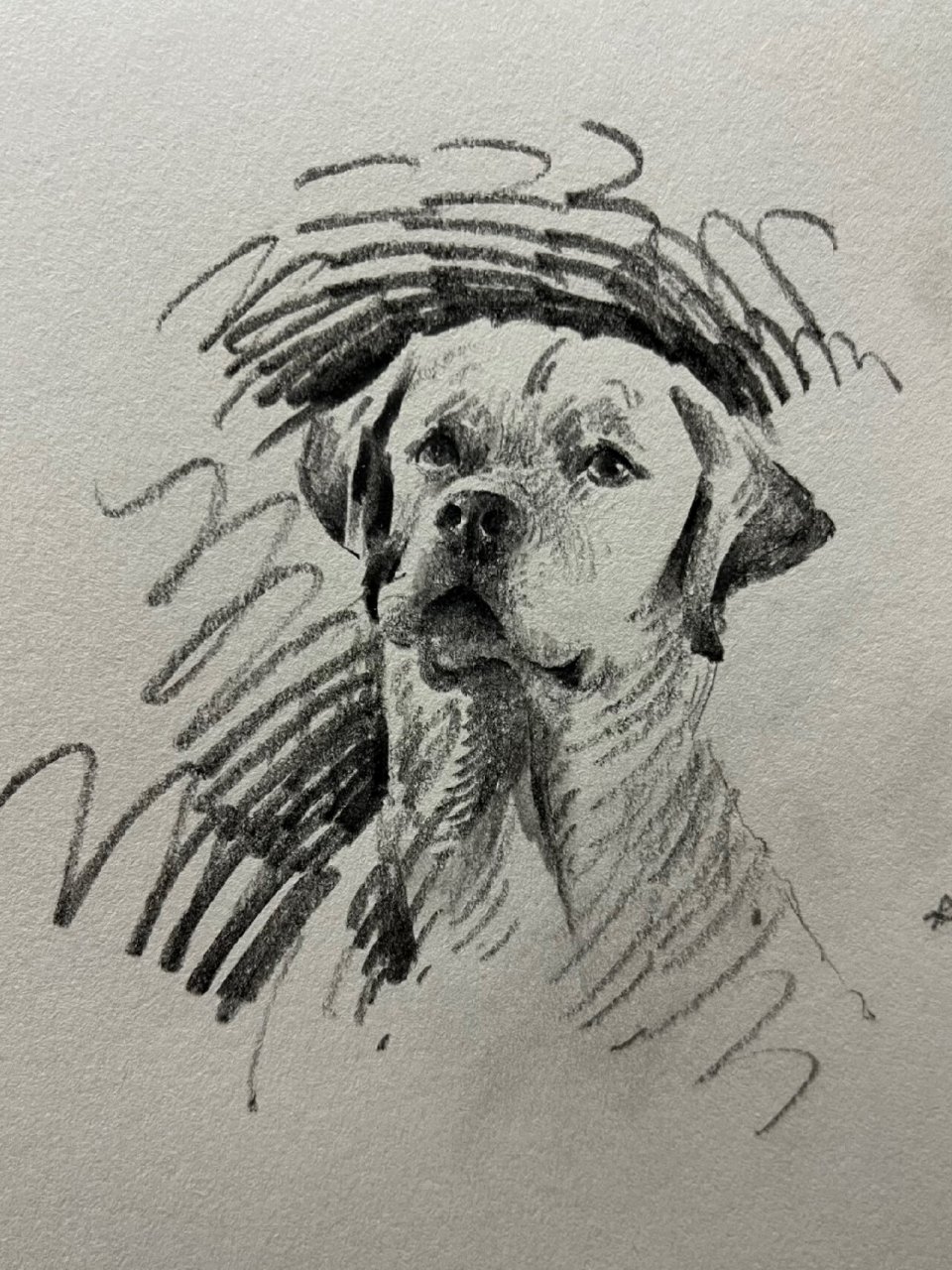 画个忠犬·拉布拉多 画一组超级聪明的拉布拉多,有人会问,为什么我用