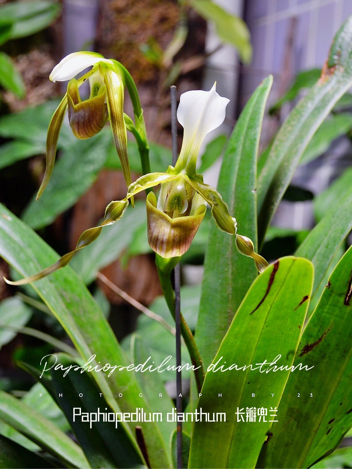长瓣兜兰|夏至开花的战斗兜 91paphiopedilum dianthum 长瓣兜兰