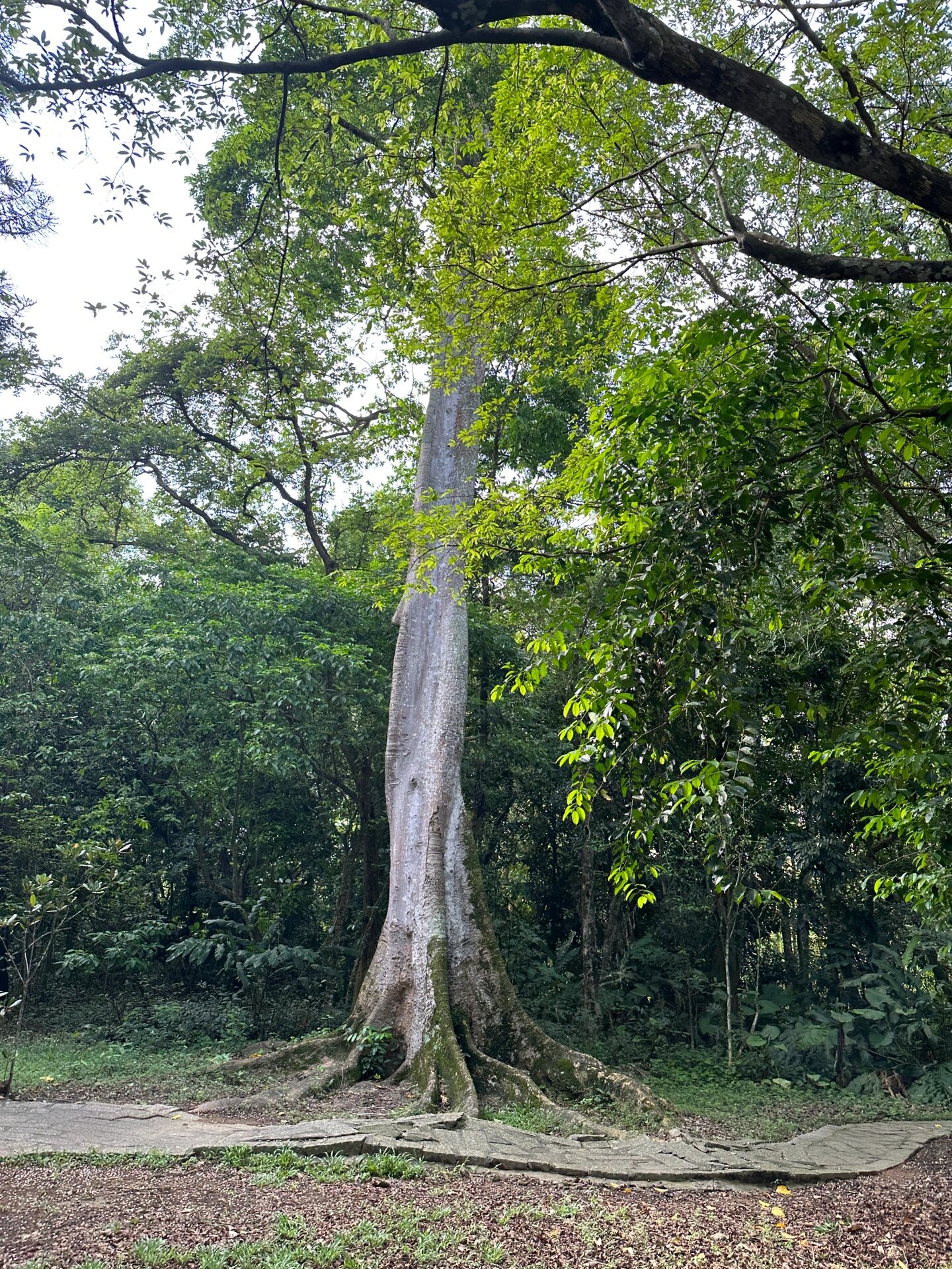 海南热带植物园(热带两院植物园)