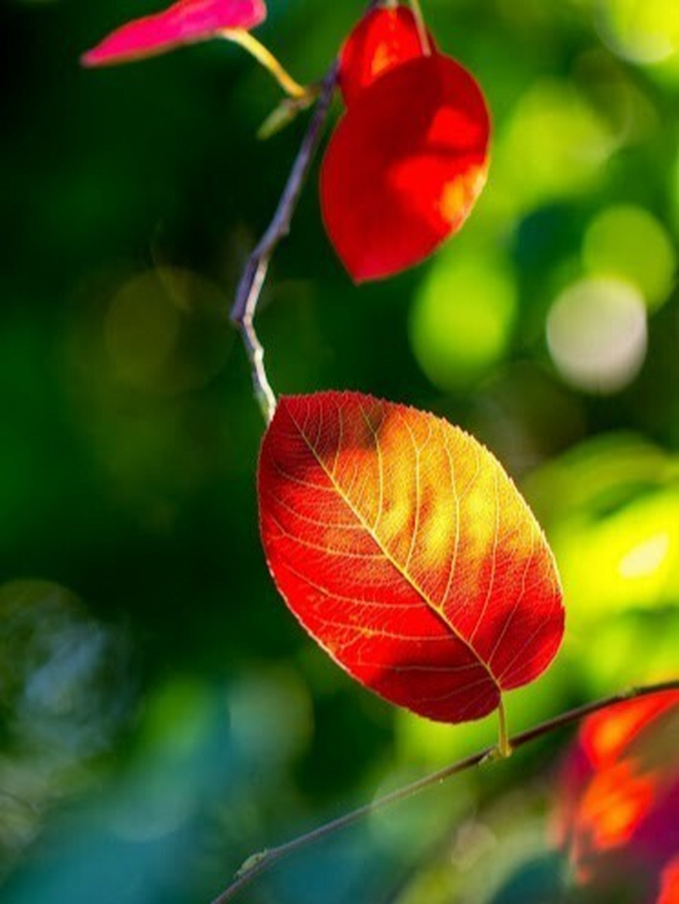 美图分享-唯美风景图片(1) 虽然生活的枷锁拖住了你 寻找诗和远方