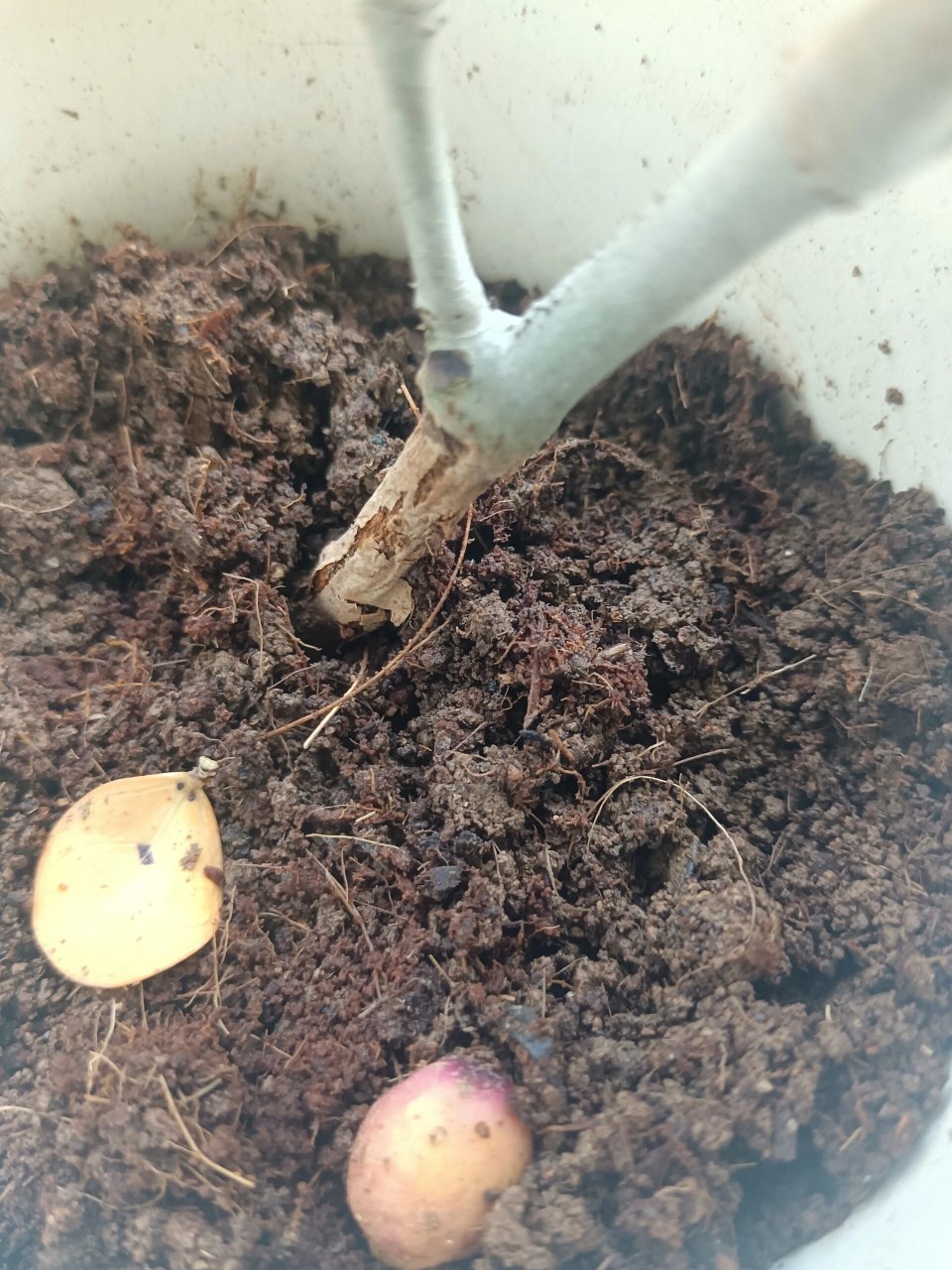 小盼菩提 我的小盼菩提好像出问题了,朋友送的,不到一个星期,一开始