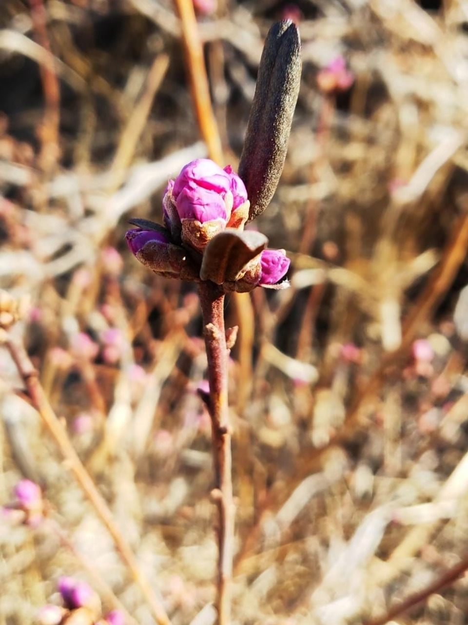 内蒙古呼伦贝尔扎兰屯兴安杜鹃花近况,预计花期在4月22日左右,有计划