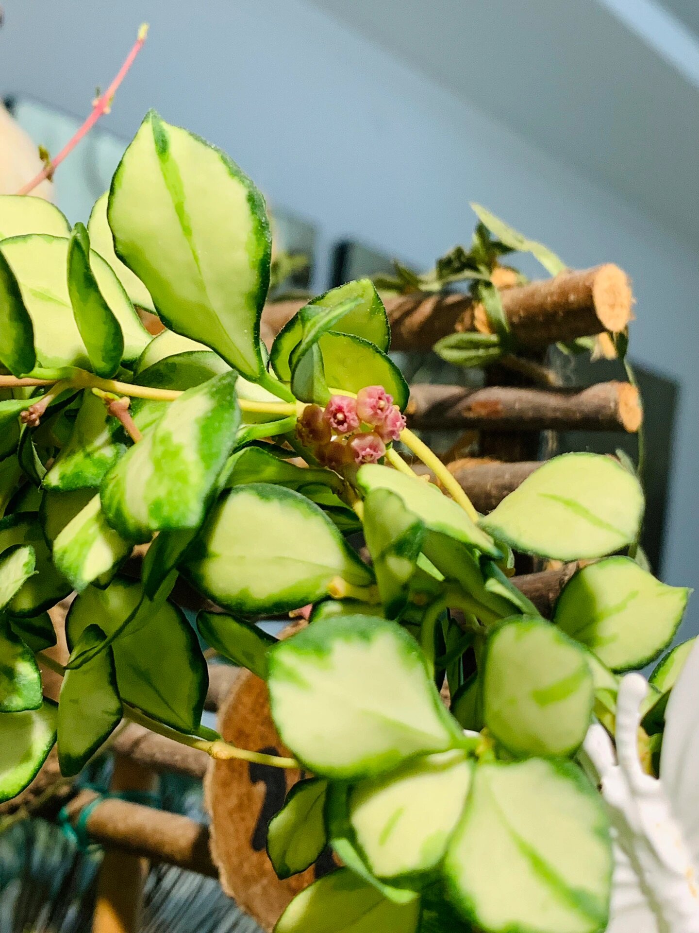 记录球兰最美的样子:休斯科尔内锦球兰 强烈推荐一下休内球兰:太美了!