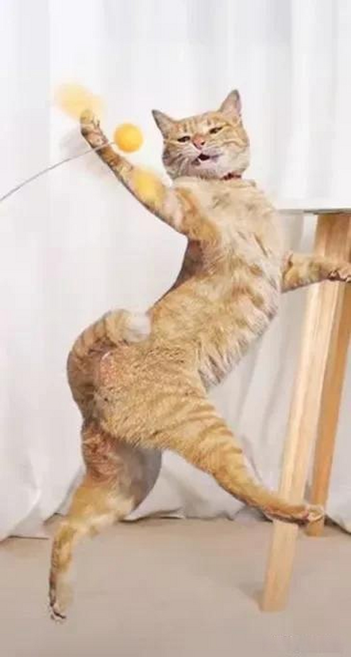 就冲猫咪这妖娆的姿态,身段.我高低也要养个猫崽子,再整一个逗猫棒.